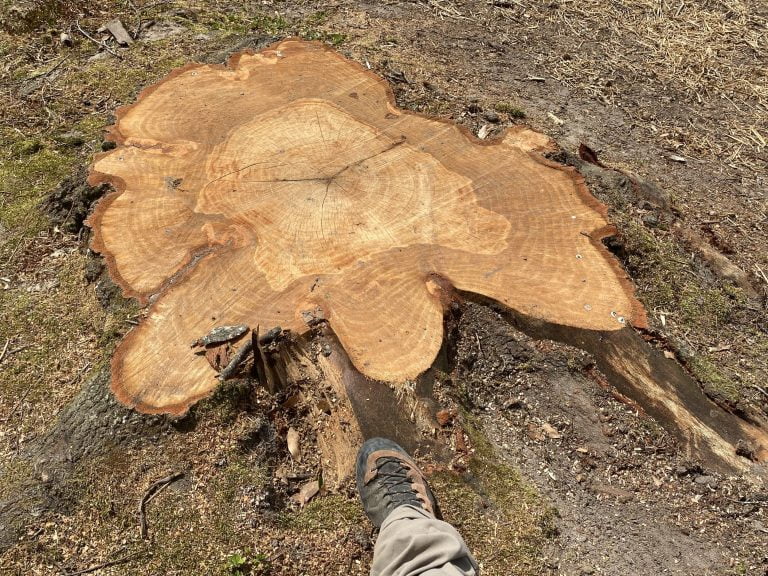 Huge Stump Removal