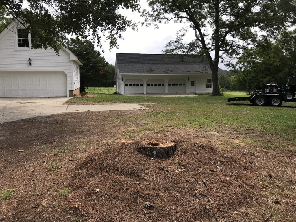 The before of stump grinding