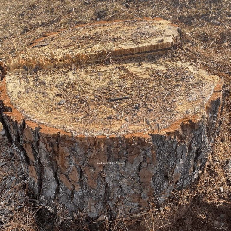 How much does stump grinding cost in NC? Full Circle Stump Grinding